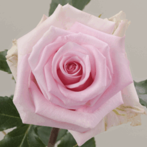 ROSE JESSICA - 50 CM